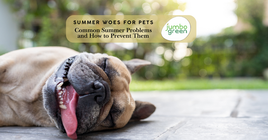 Summer Woes for Pets: Common Summer Problems and How to Prevent Them