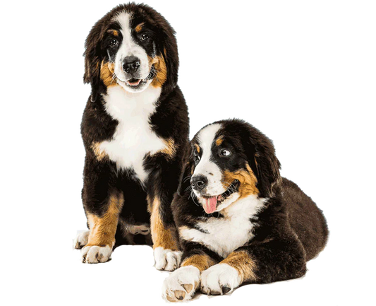Understanding Skin Infections in Dogs