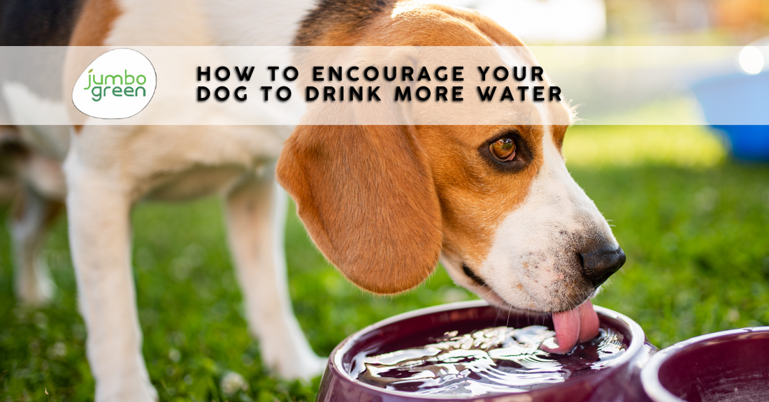 How to Encourage Your Dog to Drink More Water