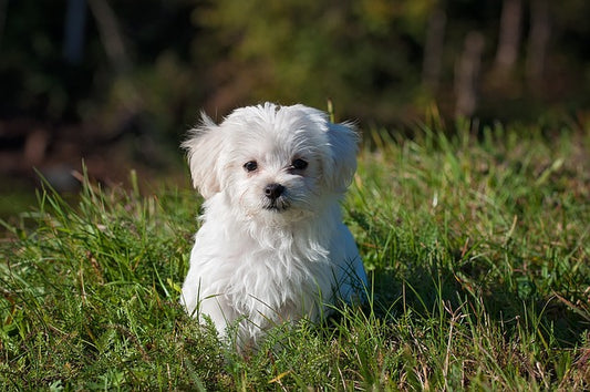 Understanding Your Dog's Skin Health