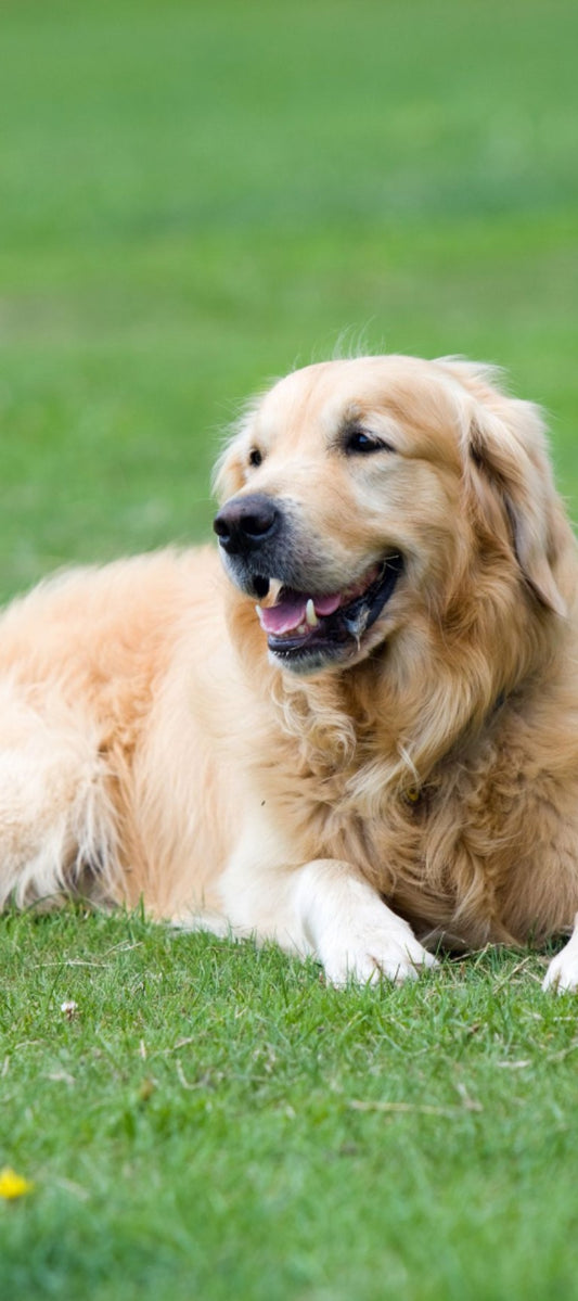 Understanding Natural Oils in Your Dog's Skin