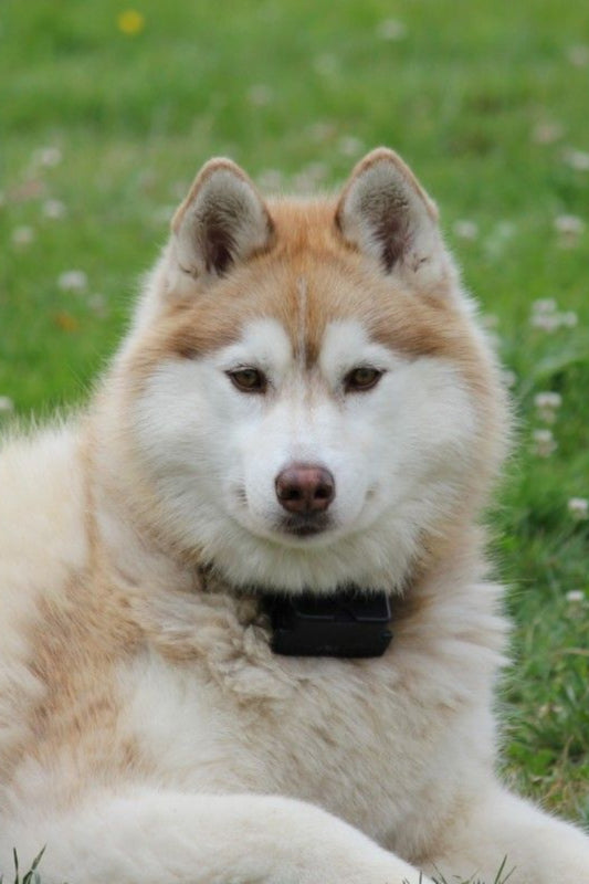 Canine Health Concerns in India
