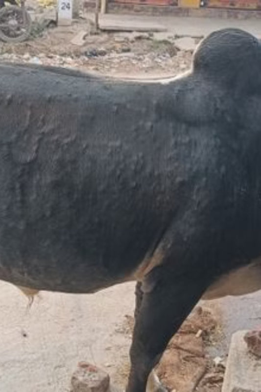  The Impact of Lumpy Skin Disease on Cows