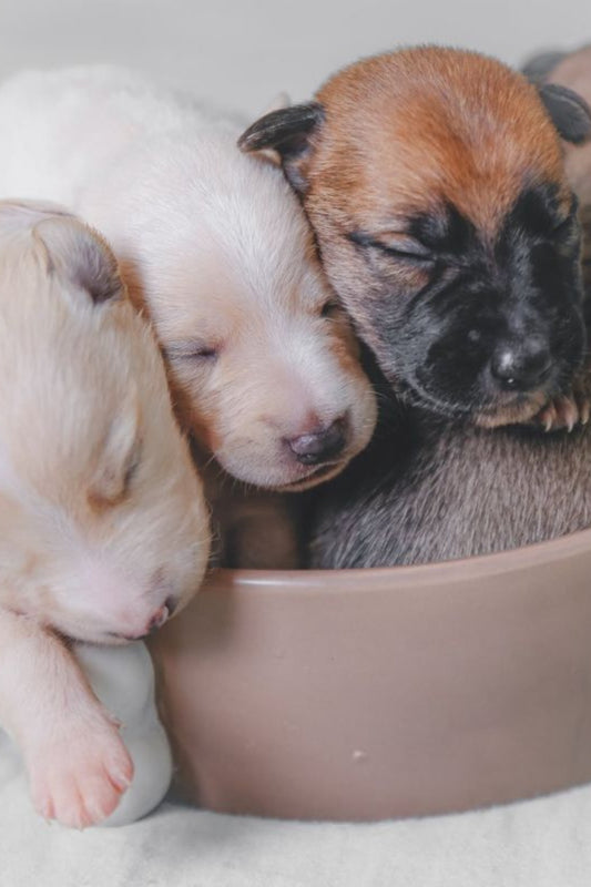 Potty Training Your Canine Companion