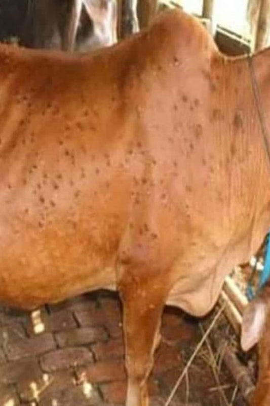 Preventing Lumpy Skin Disease (LSD) in Cows
