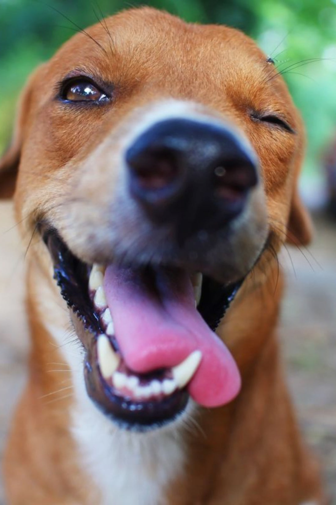 Understanding Canine Distemper