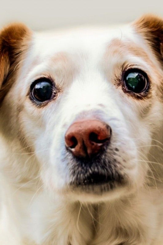  Understanding Hair Loss in Dogs