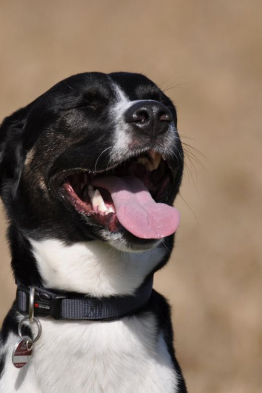 Understanding How Dogs Cool Down