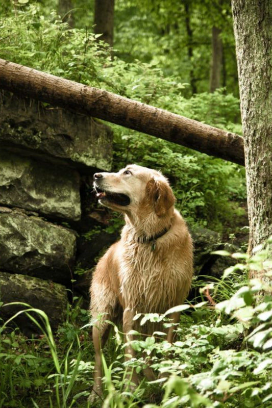 Understanding Rabies in Dogs
