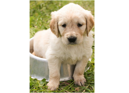 Abnormal HAIR LOSS IN DOGS could be mainly due to fungal infections in the Skin!!!