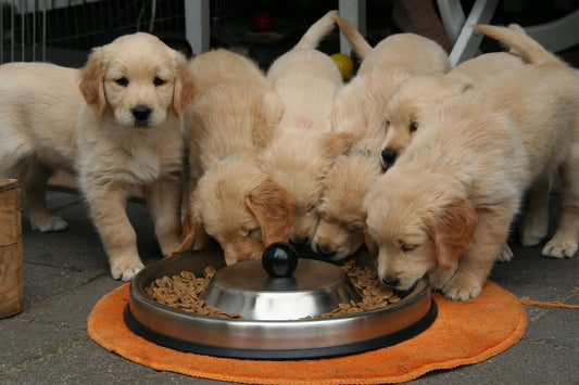 Feeding Raw Meat to Dogs