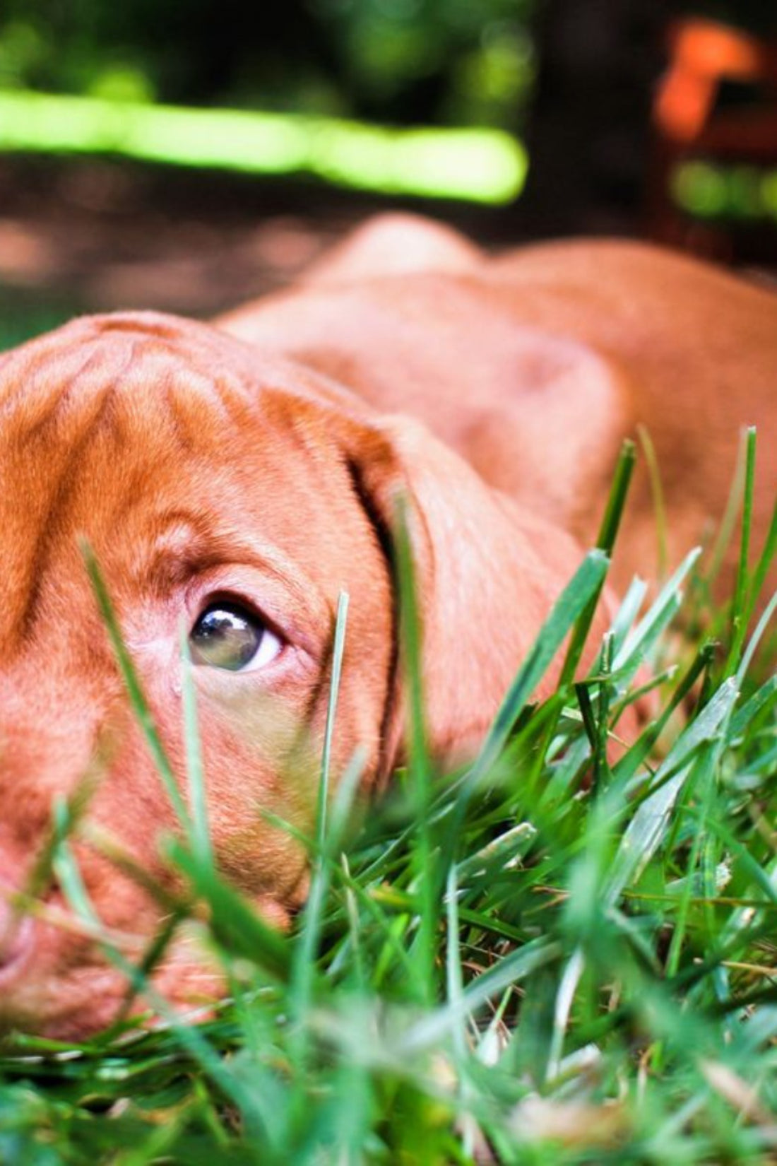 Understanding Canine Parvovirus