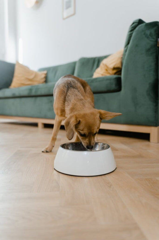 Why Fresh Food Matters for Your Dog: Understanding Leftover Meals and Probiotic Use