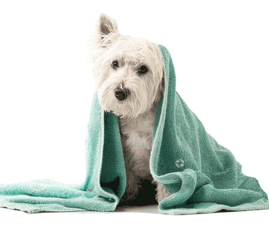 Frequent Baths can affect your Dog's Skin Health?