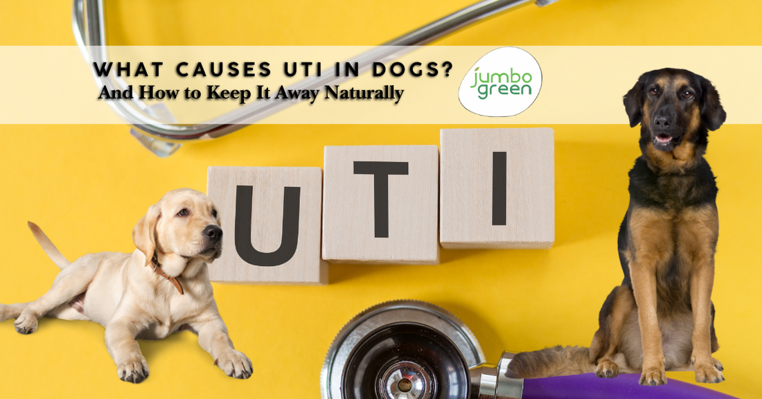 What Causes UTI in Dogs? And How to Keep It Away Naturally