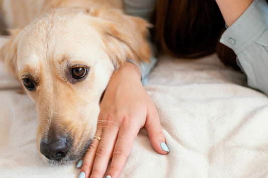 Dog Deworming: A Guide to Keeping Your Dog Healthy