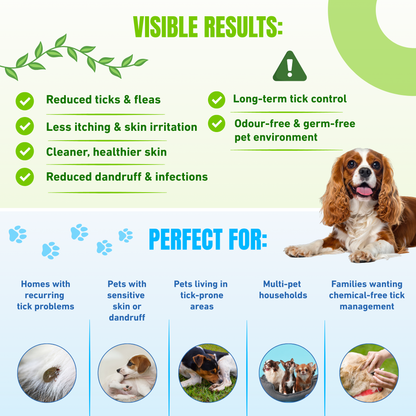 Ticks & Fleas Infestation